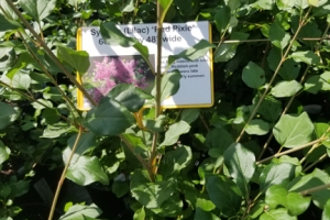 Lilac (Syringa) 'Red Pixie' 